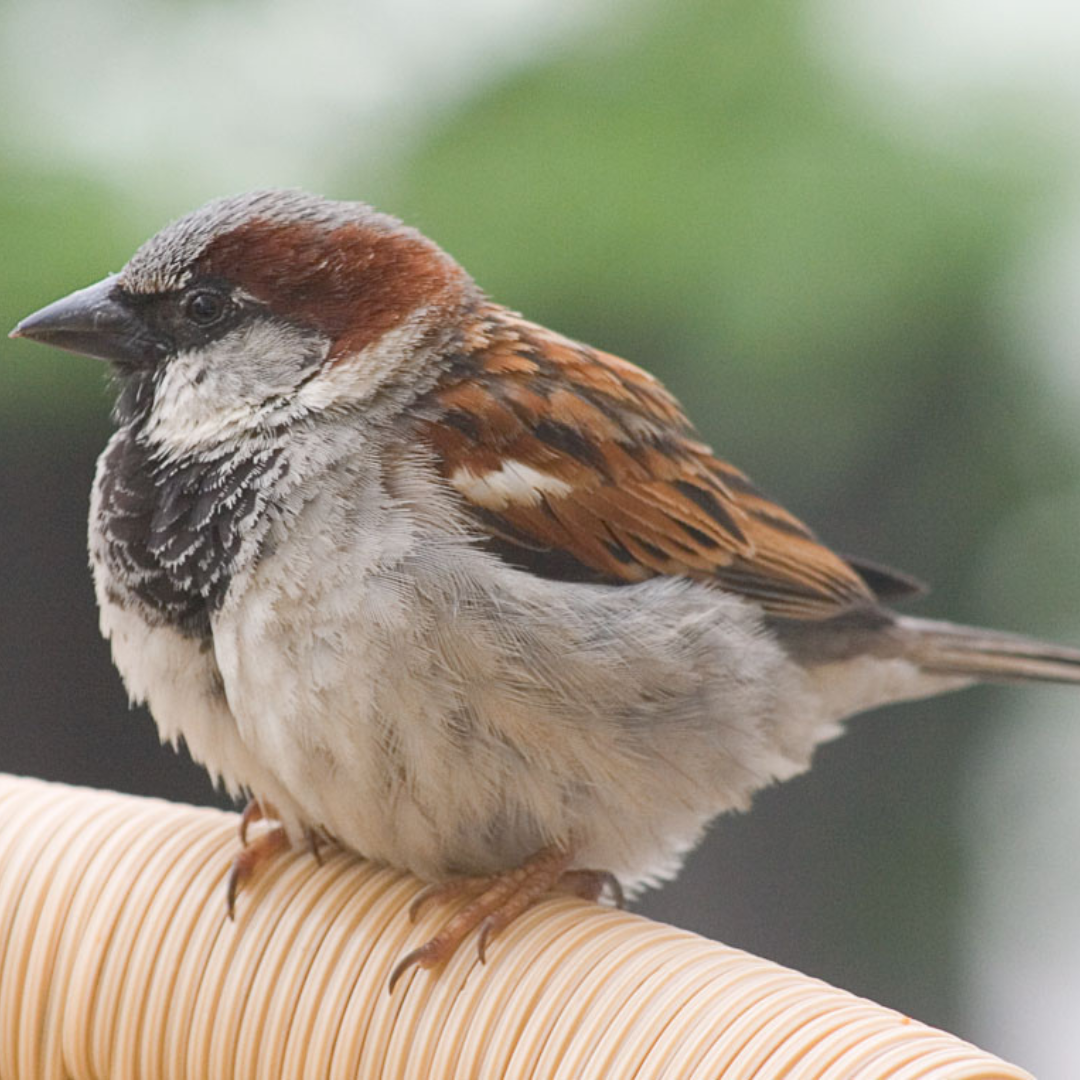  House Sparrow