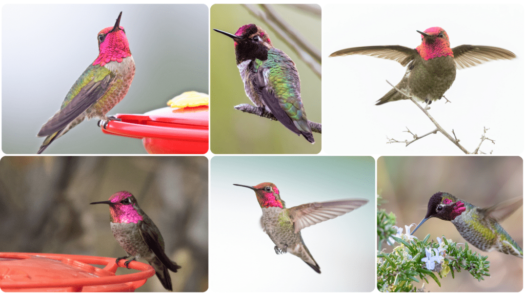 Anna's Hummingbird – Facts, FAQs, Lifespan, ID, Size, Habitat, Nesting, Behavior & Diet 