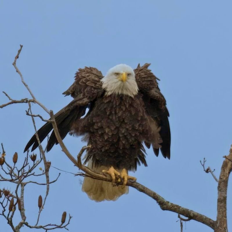 Bald Eagle (3)