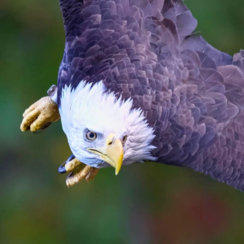 Bald Eagle (4)