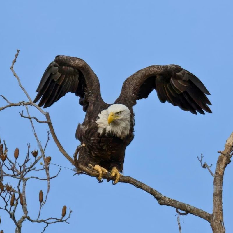 Bald Eagle (5)