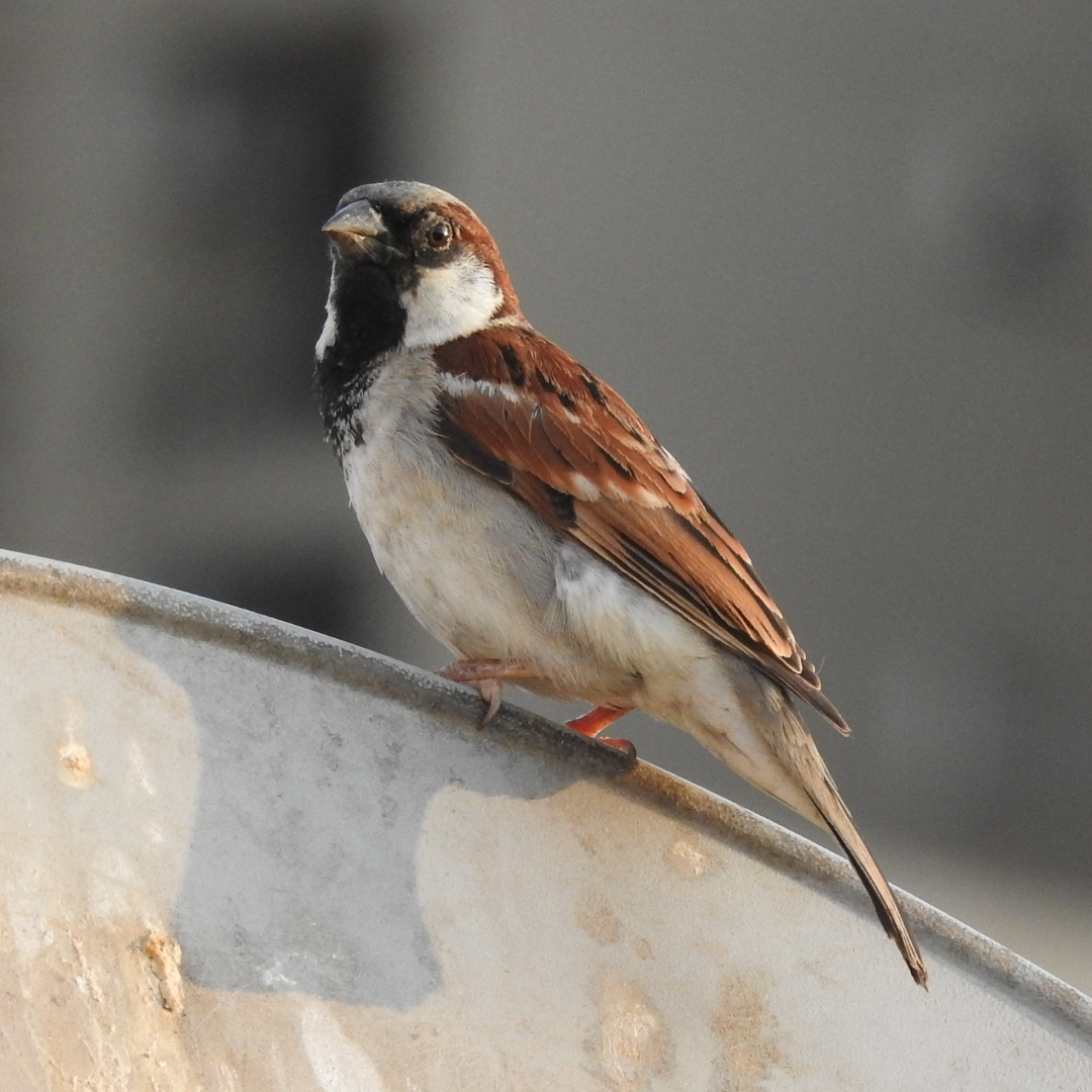 a bird sitting on a metal plate