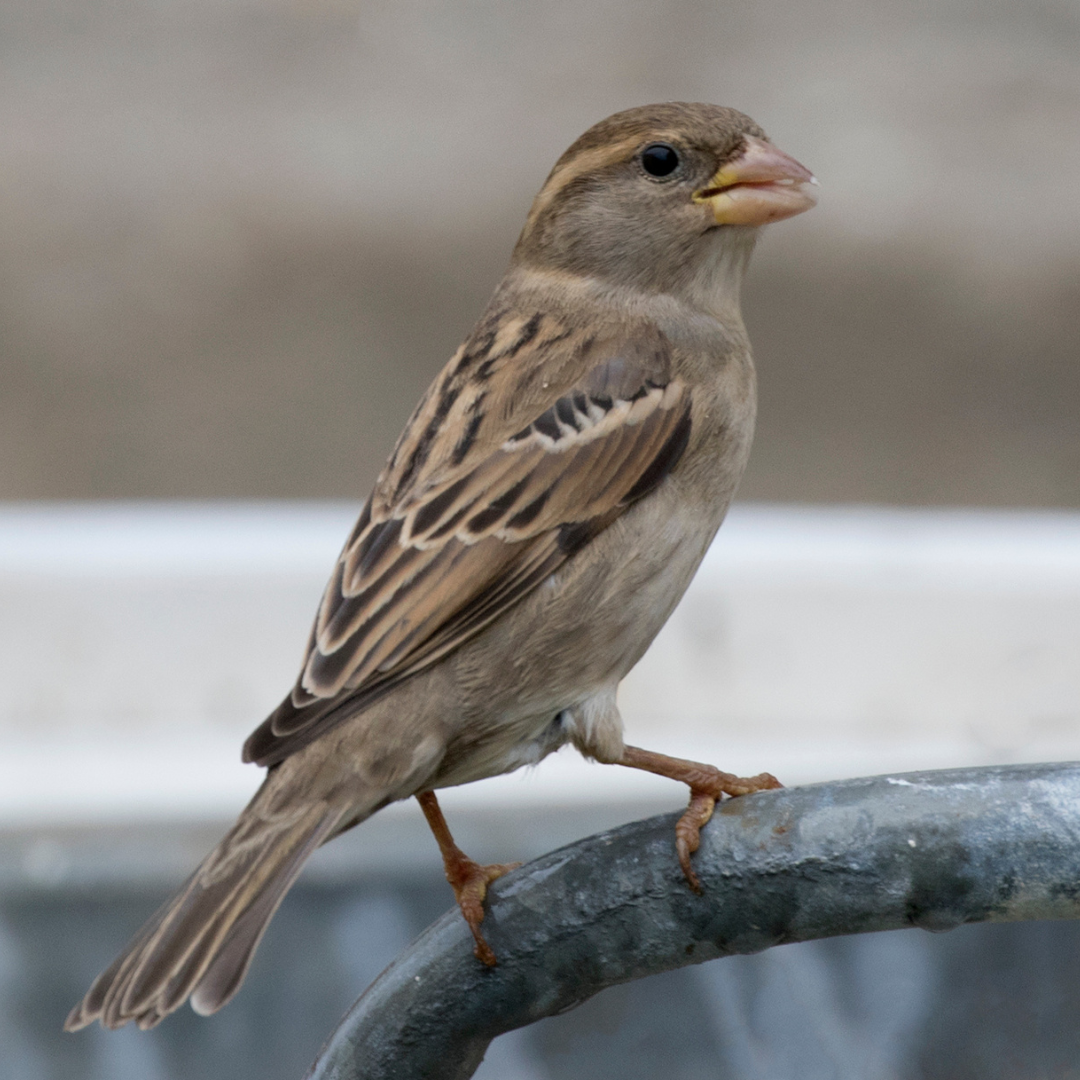 a bird standing on a metal bar