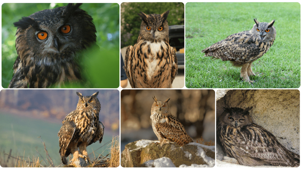 Eurasian Eagle Owl