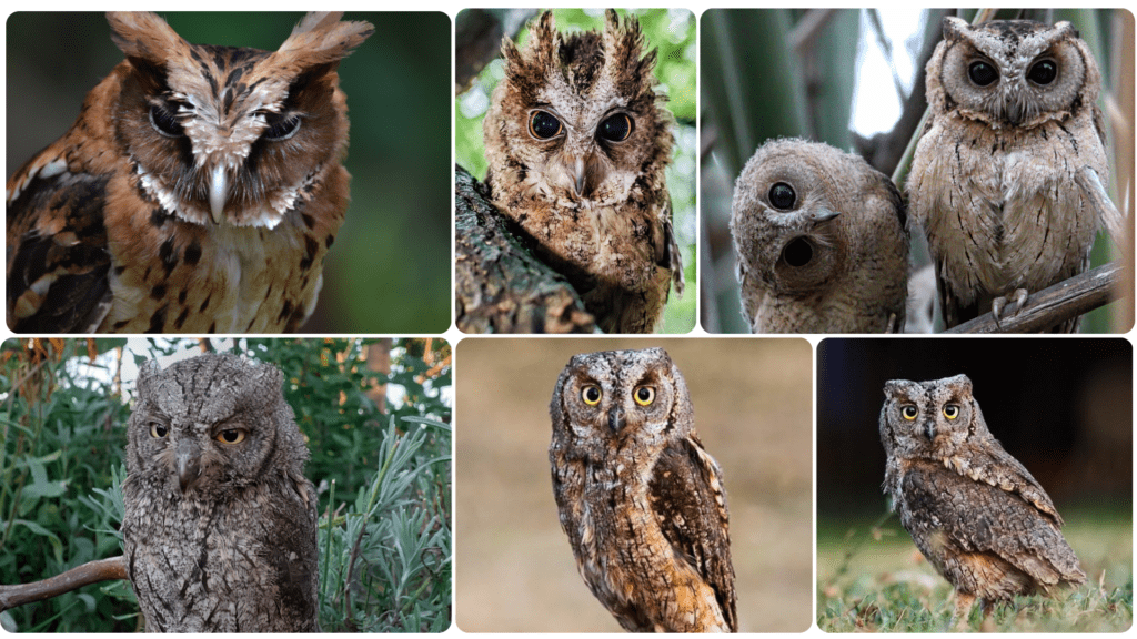 Eurasian Scops Owl