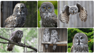 Great Grey Owl