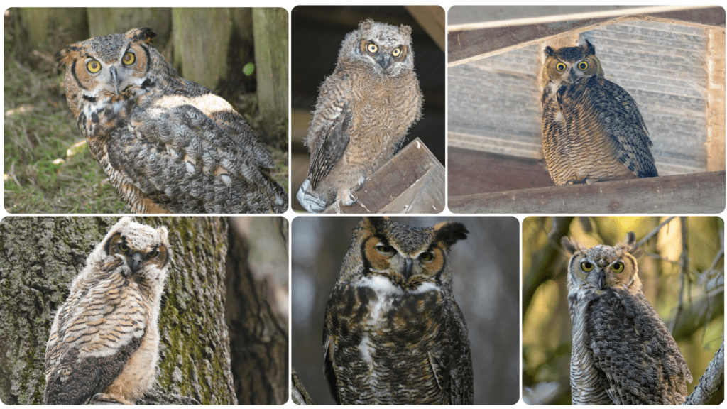 Great Horned Owl