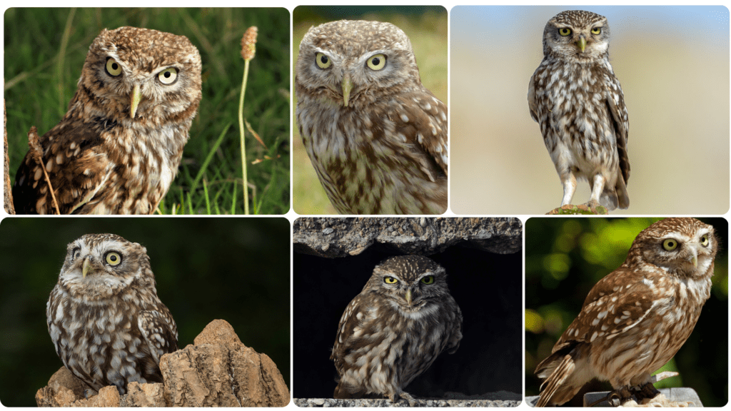 Little Owl