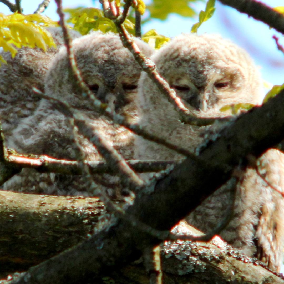 Tawny Owl