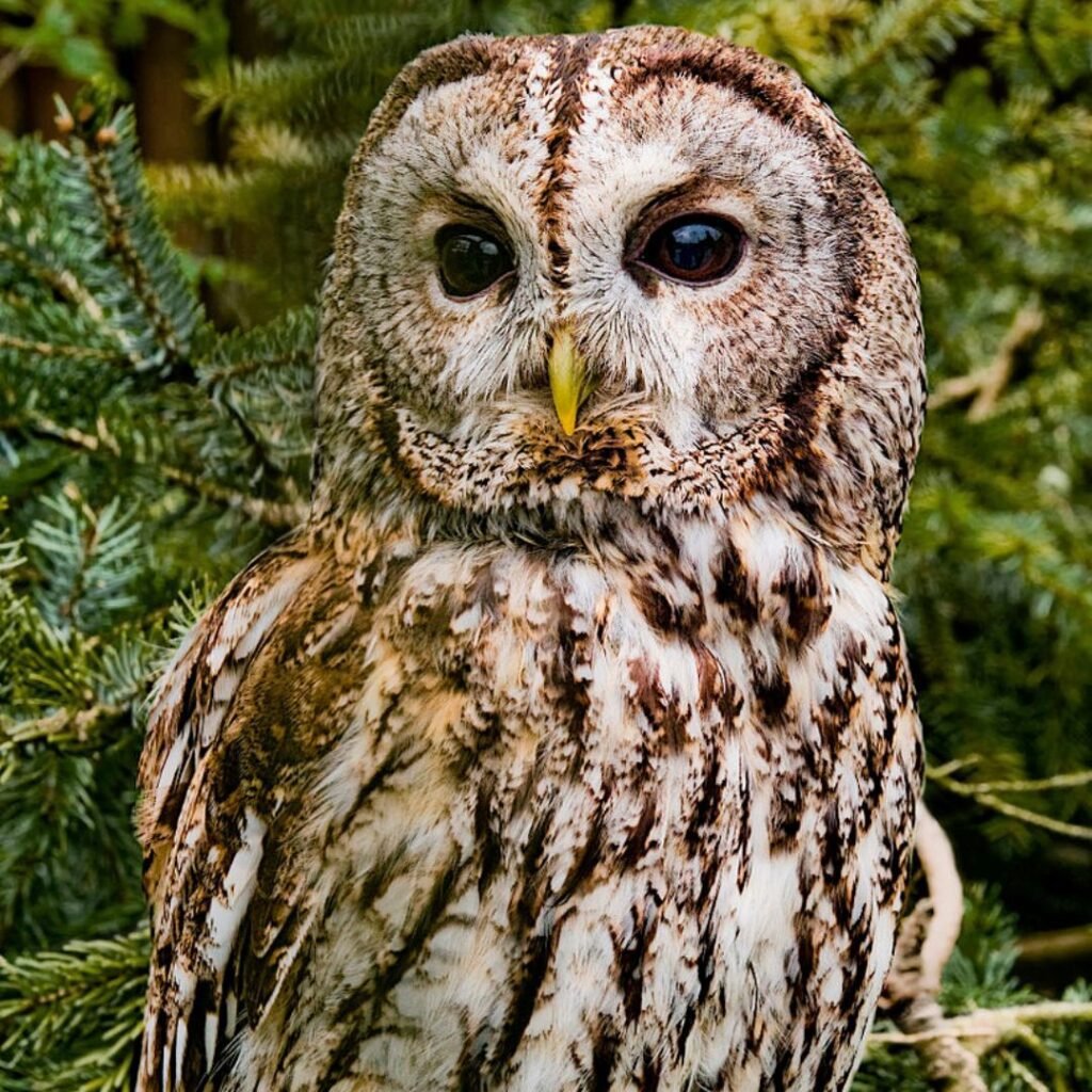 Tawny Owl