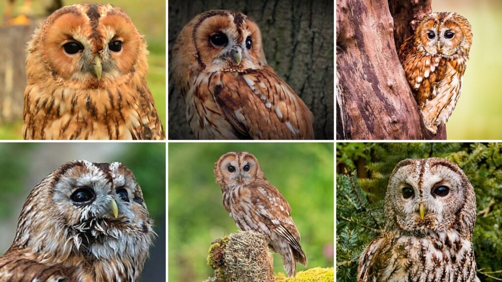 Tawny Owl