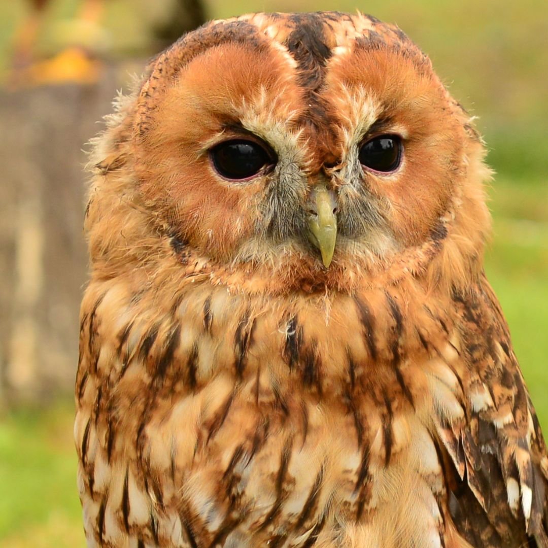 Tawny Owl