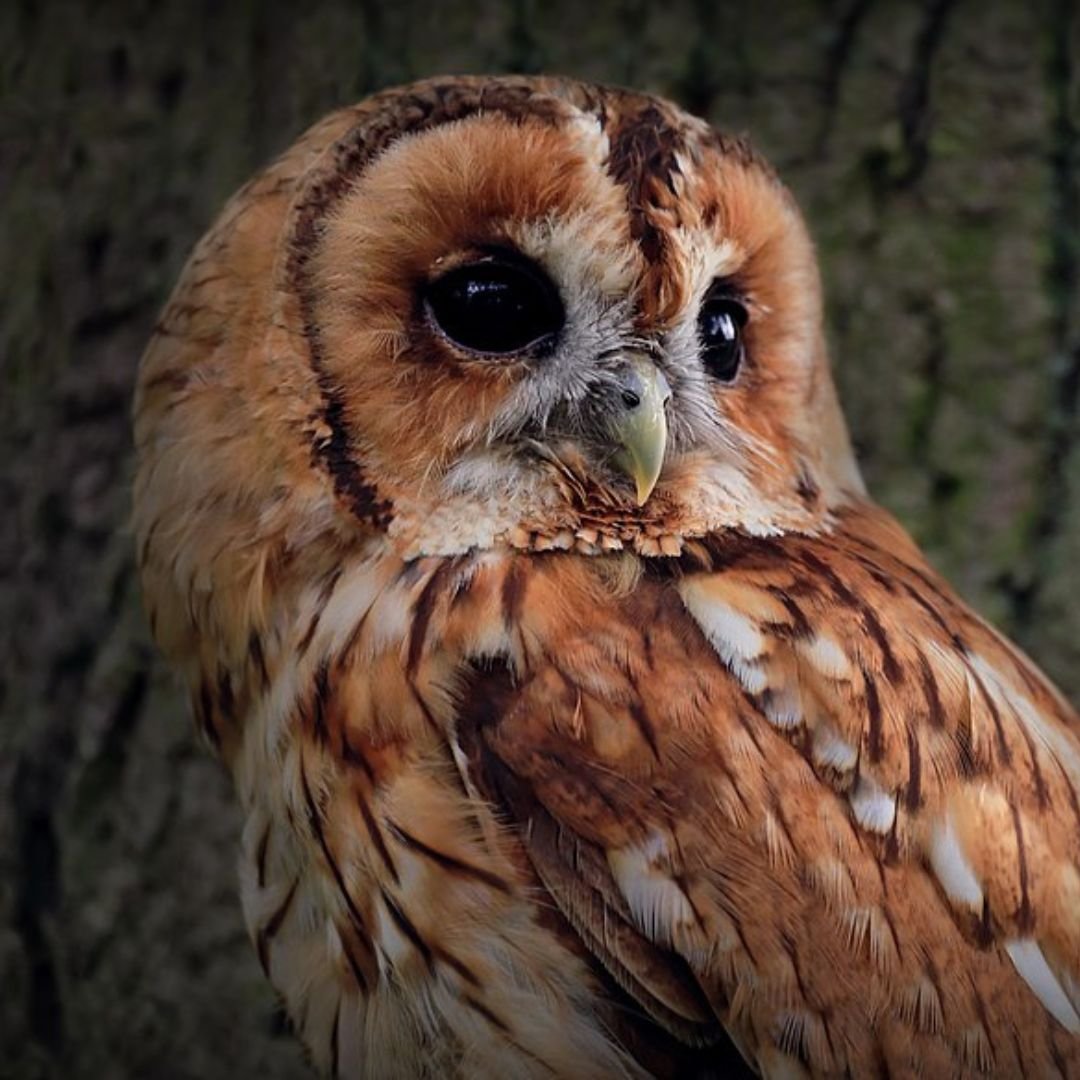 Tawny Owl