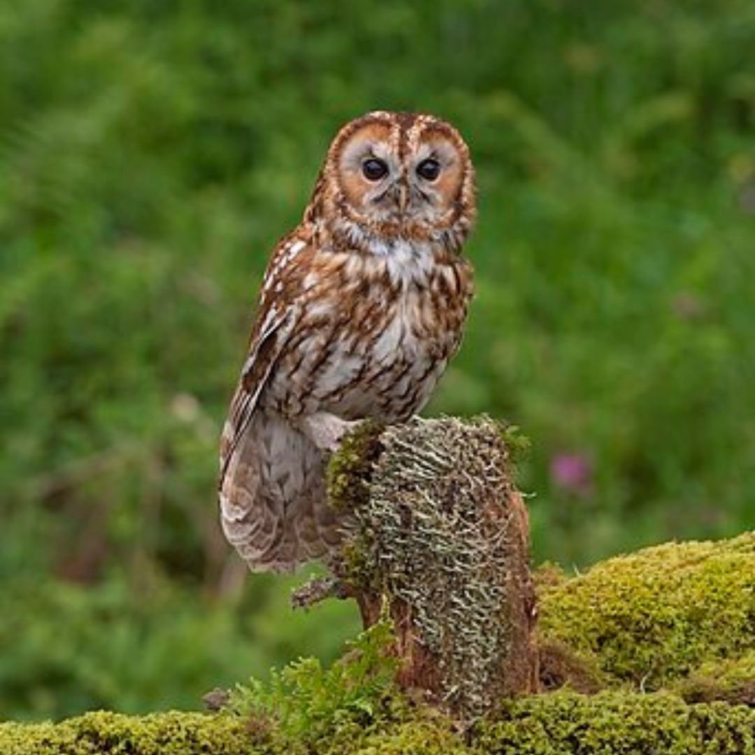 Tawny Owl