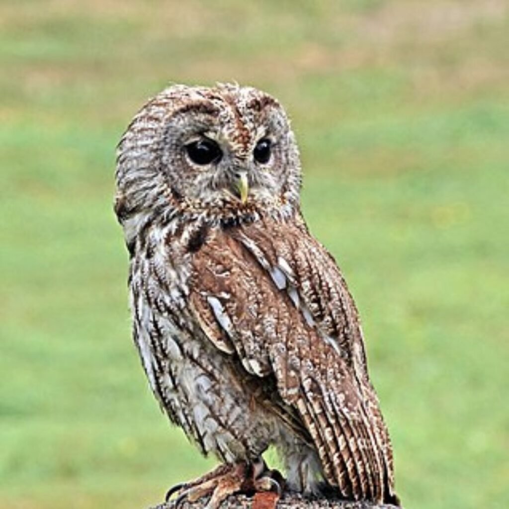 Tawny Owl