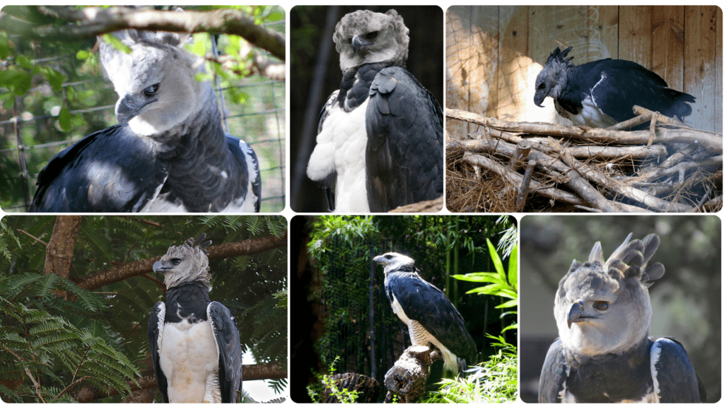 Harpy Eagle -birdsinfoworld