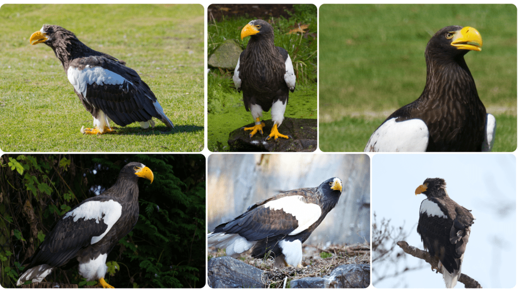 Steller's sea eagle