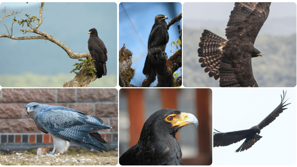 Black Eagle – Facts, FAQs, Lifespan, ID, Size, Habitat, Nesting, Behaviour & Diet