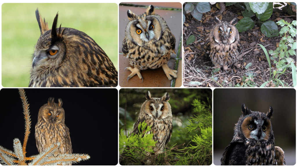 Long Eared Owl