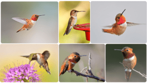 Rufous Hummingbird